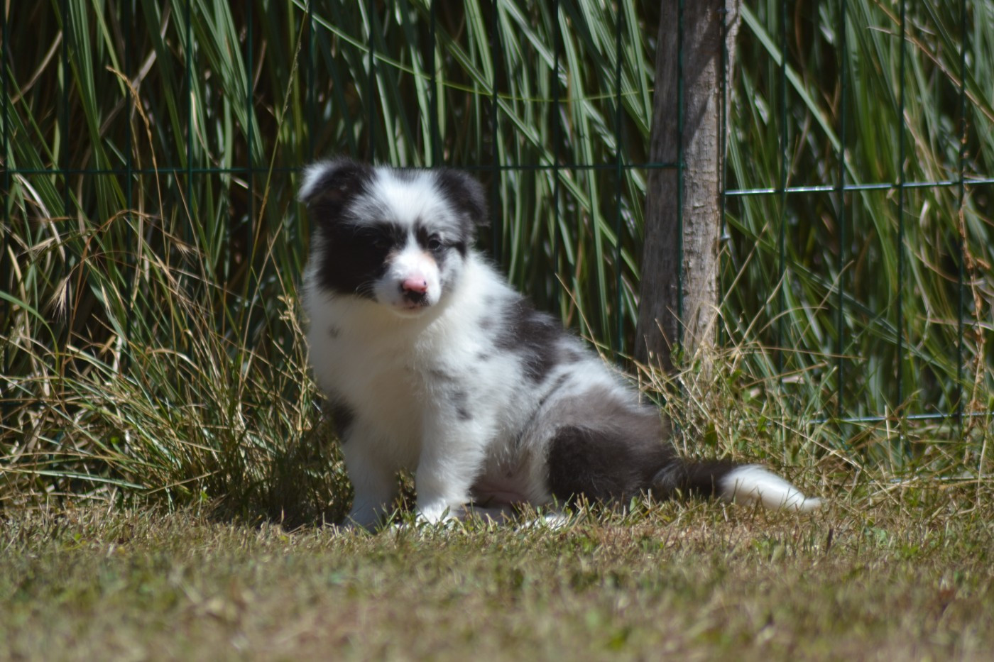 De La Colline d'Ans - Chiots disponibles - Border Collie