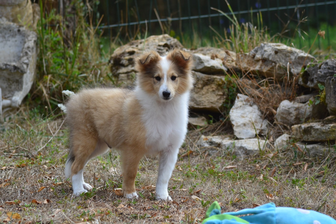 De La Colline d'Ans - Chiots disponibles - Shetland Sheepdog