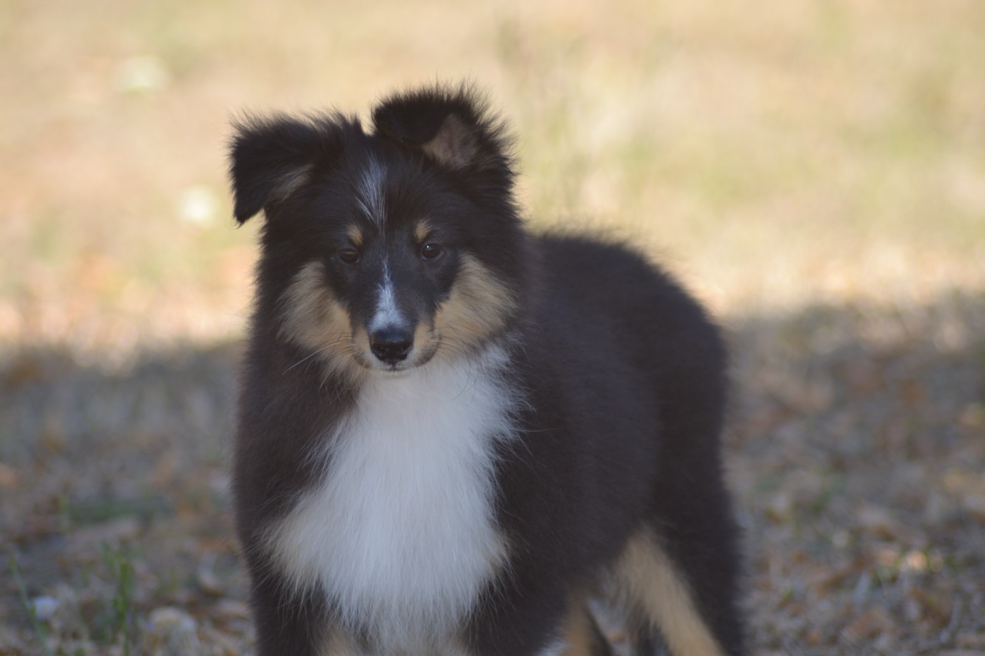 De La Colline d'Ans - Chiots disponibles - Shetland Sheepdog