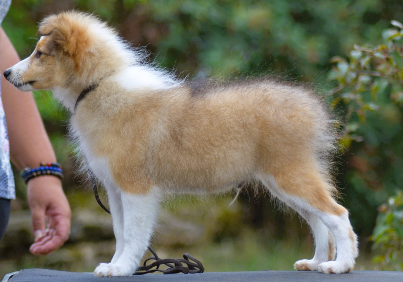 De La Colline d'Ans - Chiots disponibles - Shetland Sheepdog
