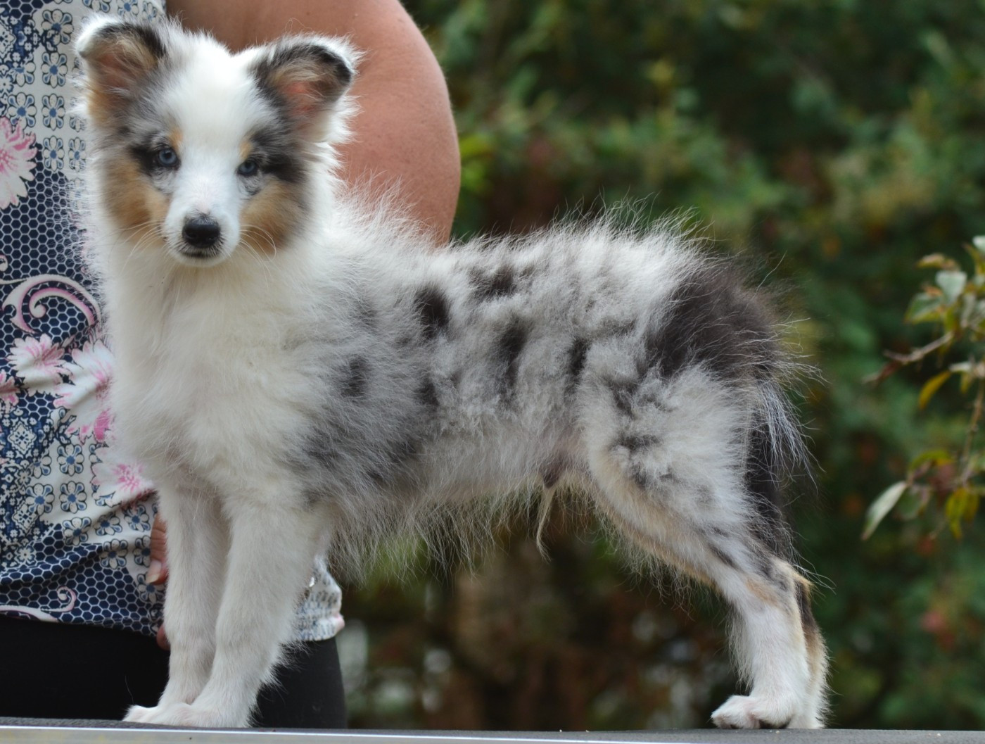 De La Colline d'Ans - Chiots disponibles - Shetland Sheepdog