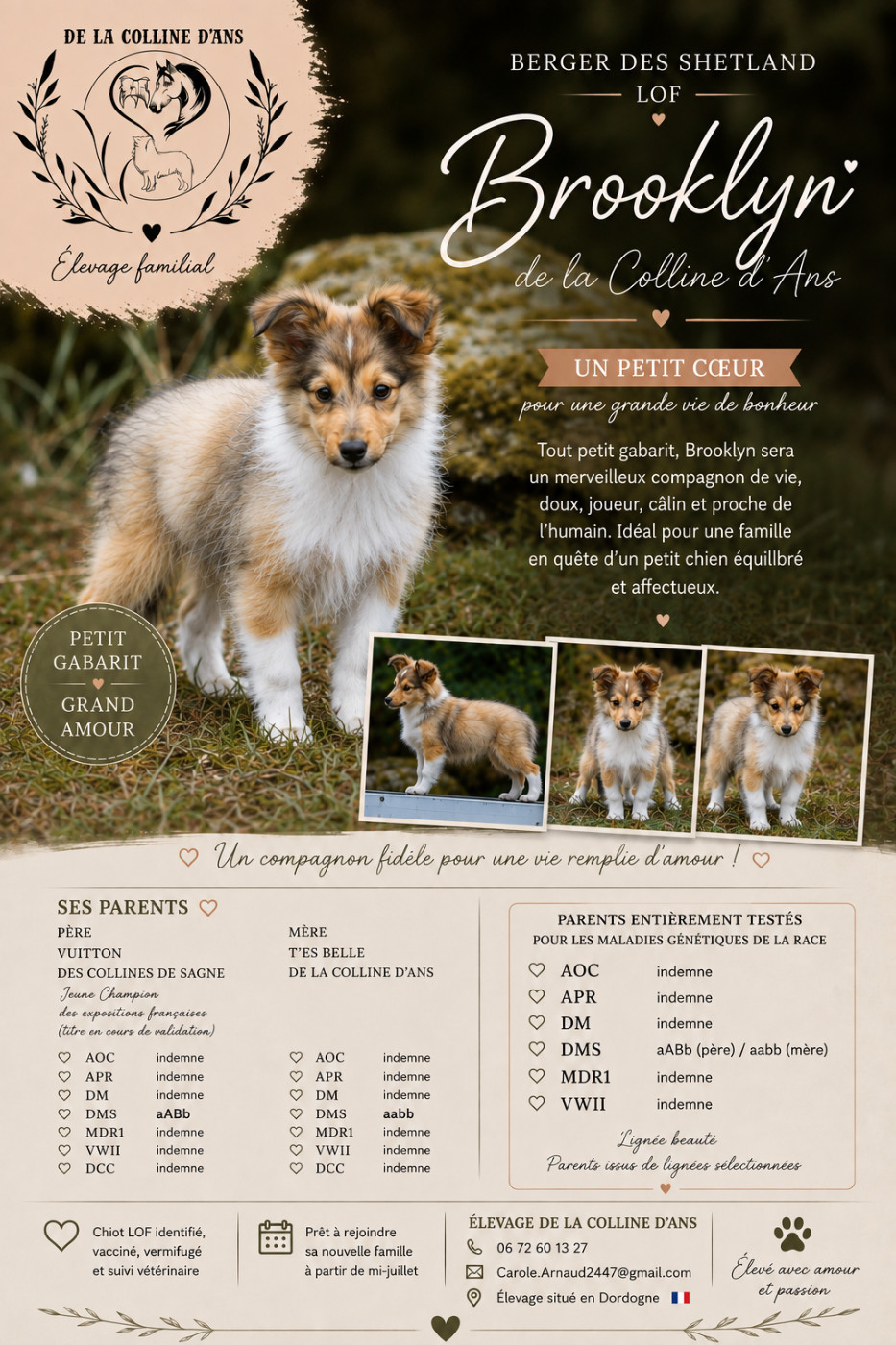 De La Colline d'Ans - Chiots disponibles - Shetland Sheepdog