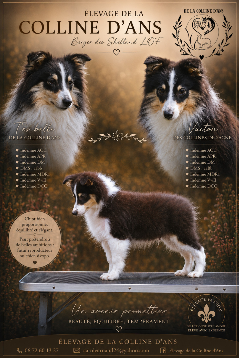 De La Colline d'Ans - Chiots disponibles - Shetland Sheepdog