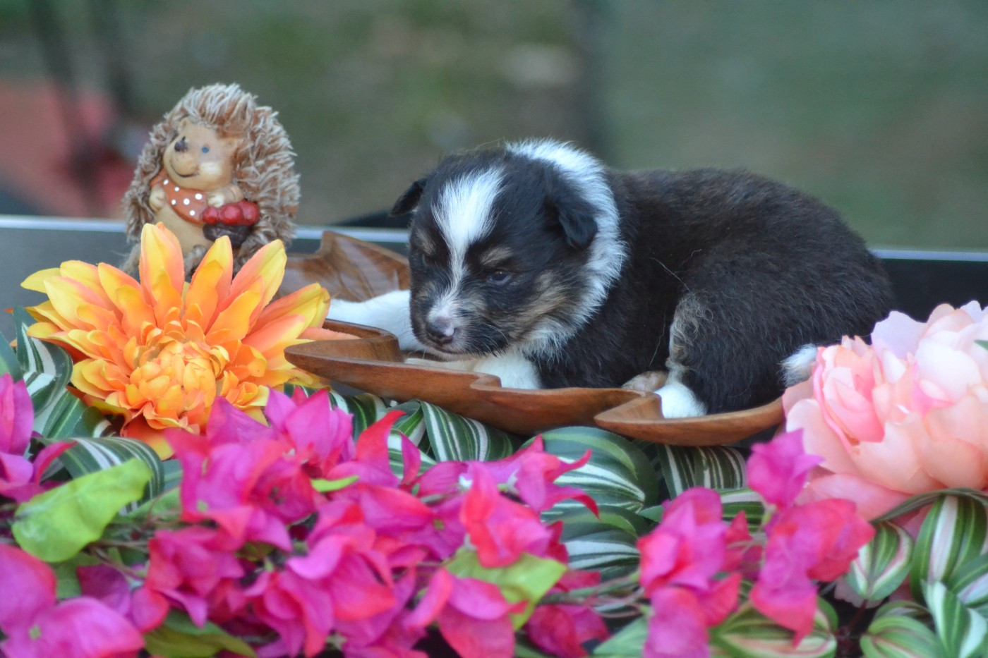 De La Colline d'Ans - Chiots disponibles - Shetland Sheepdog