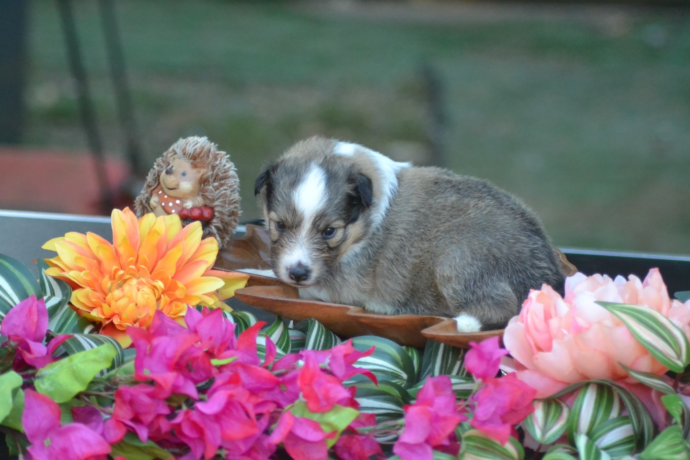 De La Colline d'Ans - Chiots disponibles - Shetland Sheepdog