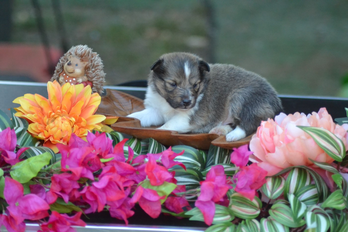 De La Colline d'Ans - Chiots disponibles - Shetland Sheepdog