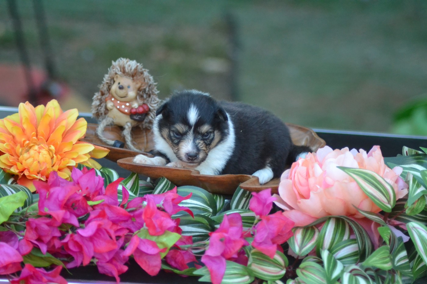 De La Colline d'Ans - Chiots disponibles - Shetland Sheepdog