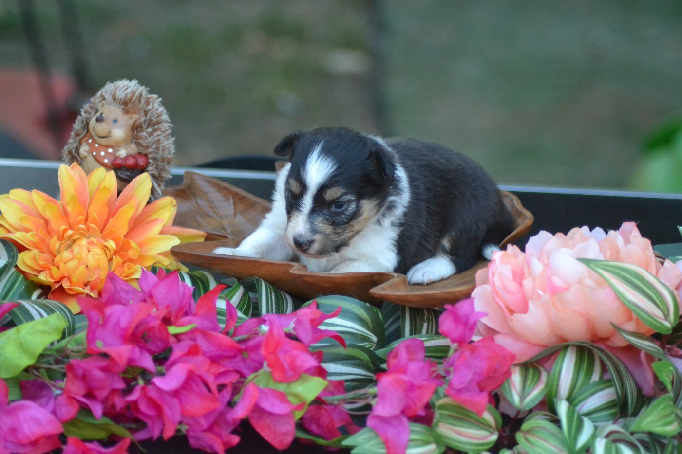 De La Colline d'Ans - Chiots disponibles - Shetland Sheepdog
