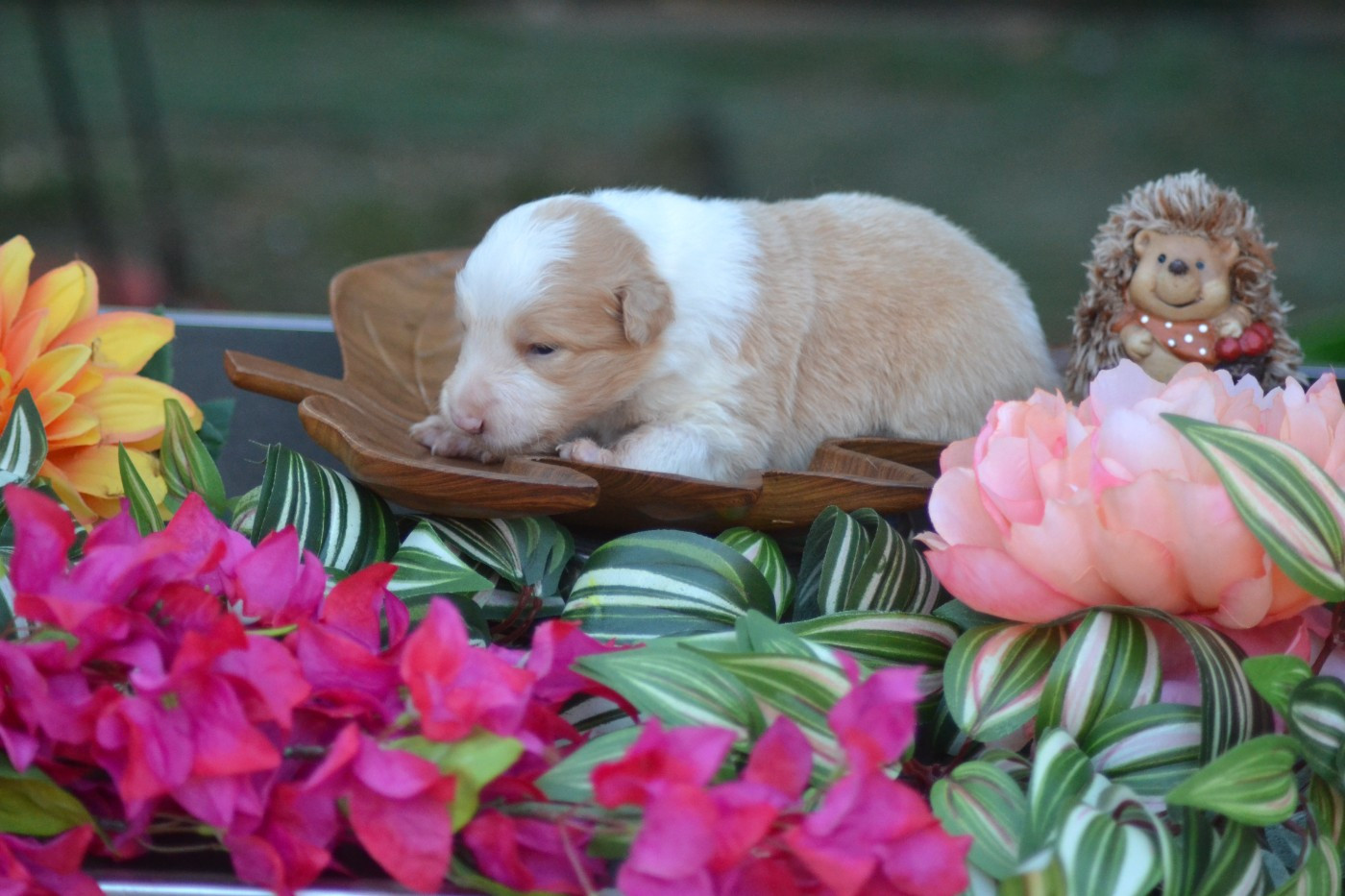 De La Colline d'Ans - Chiots disponibles - Border Collie