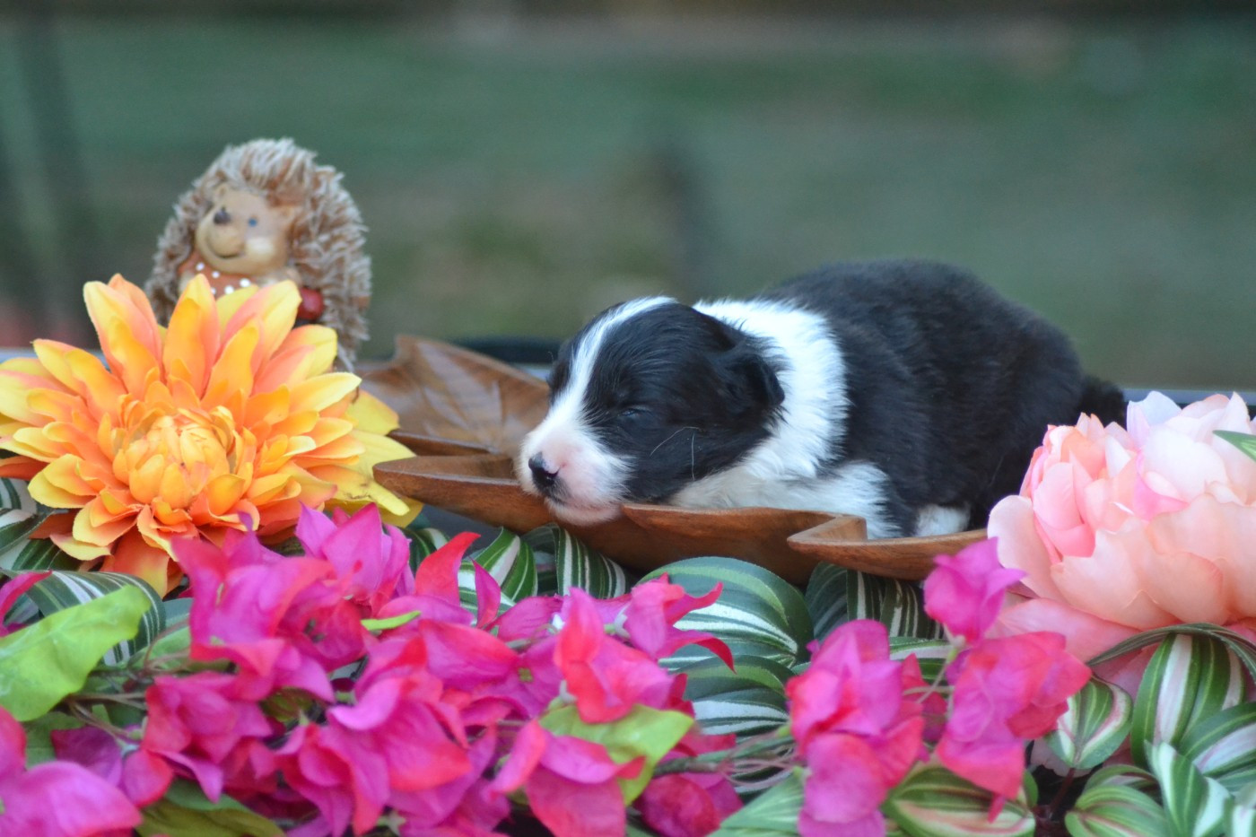 De La Colline d'Ans - Chiots disponibles - Border Collie