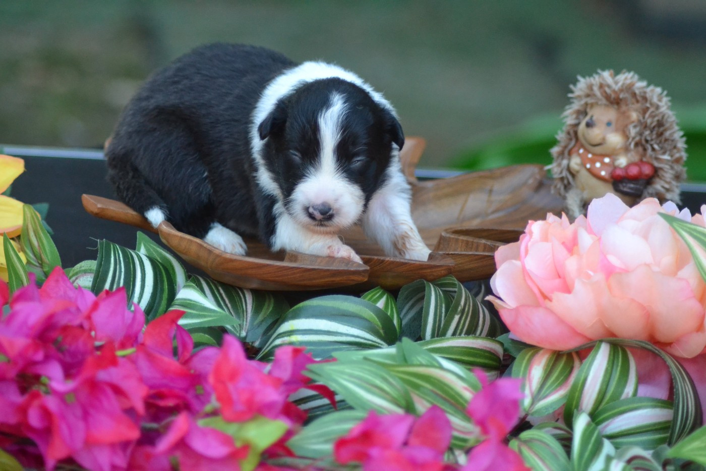 De La Colline d'Ans - Chiots disponibles - Border Collie