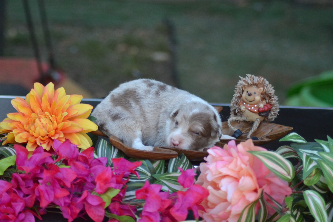 De La Colline d'Ans - Chiots disponibles - Border Collie