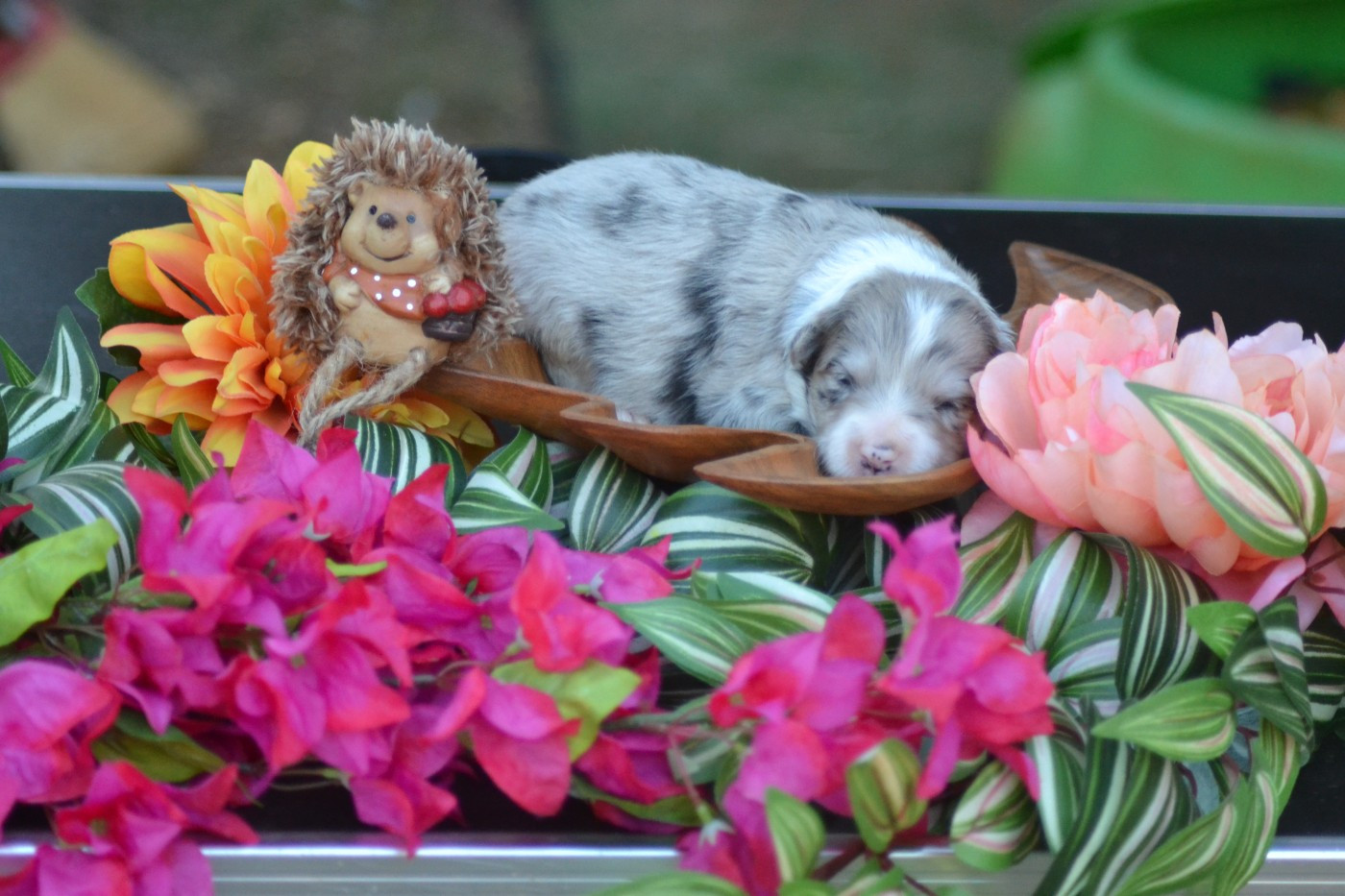De La Colline d'Ans - Chiots disponibles - Border Collie