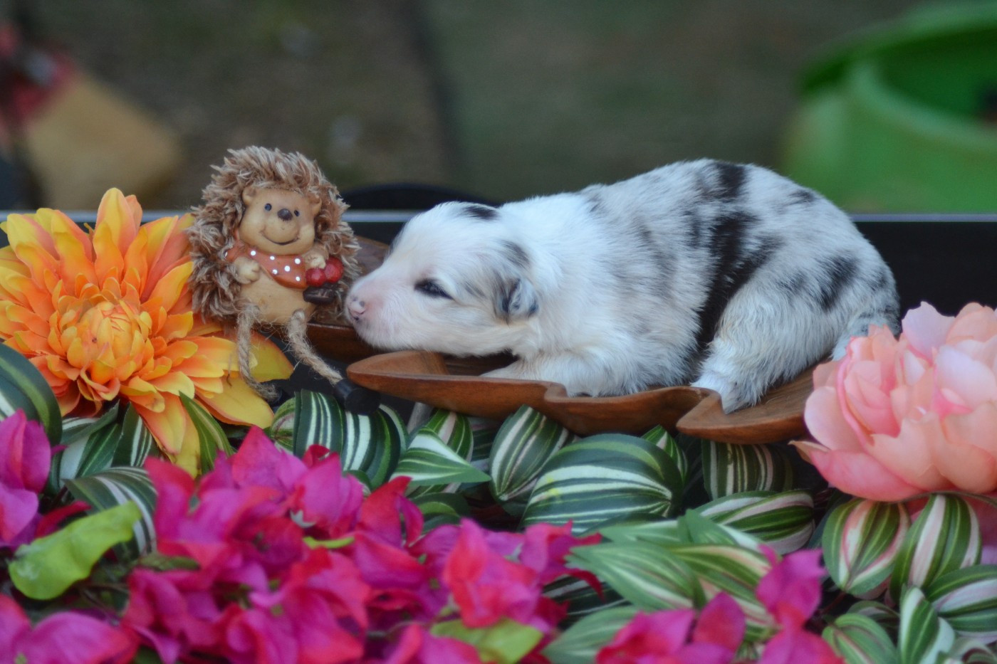 De La Colline d'Ans - Chiots disponibles - Border Collie