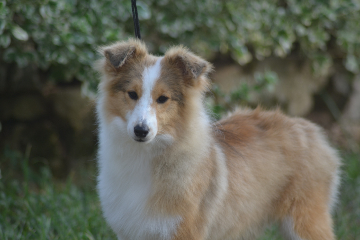 De La Colline d'Ans - Chiots disponibles - Shetland Sheepdog