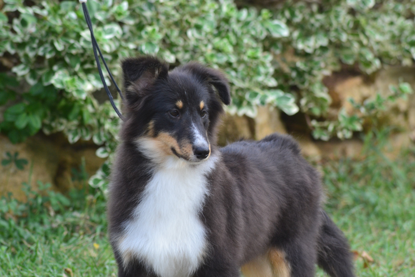 De La Colline d'Ans - Chiots disponibles - Shetland Sheepdog