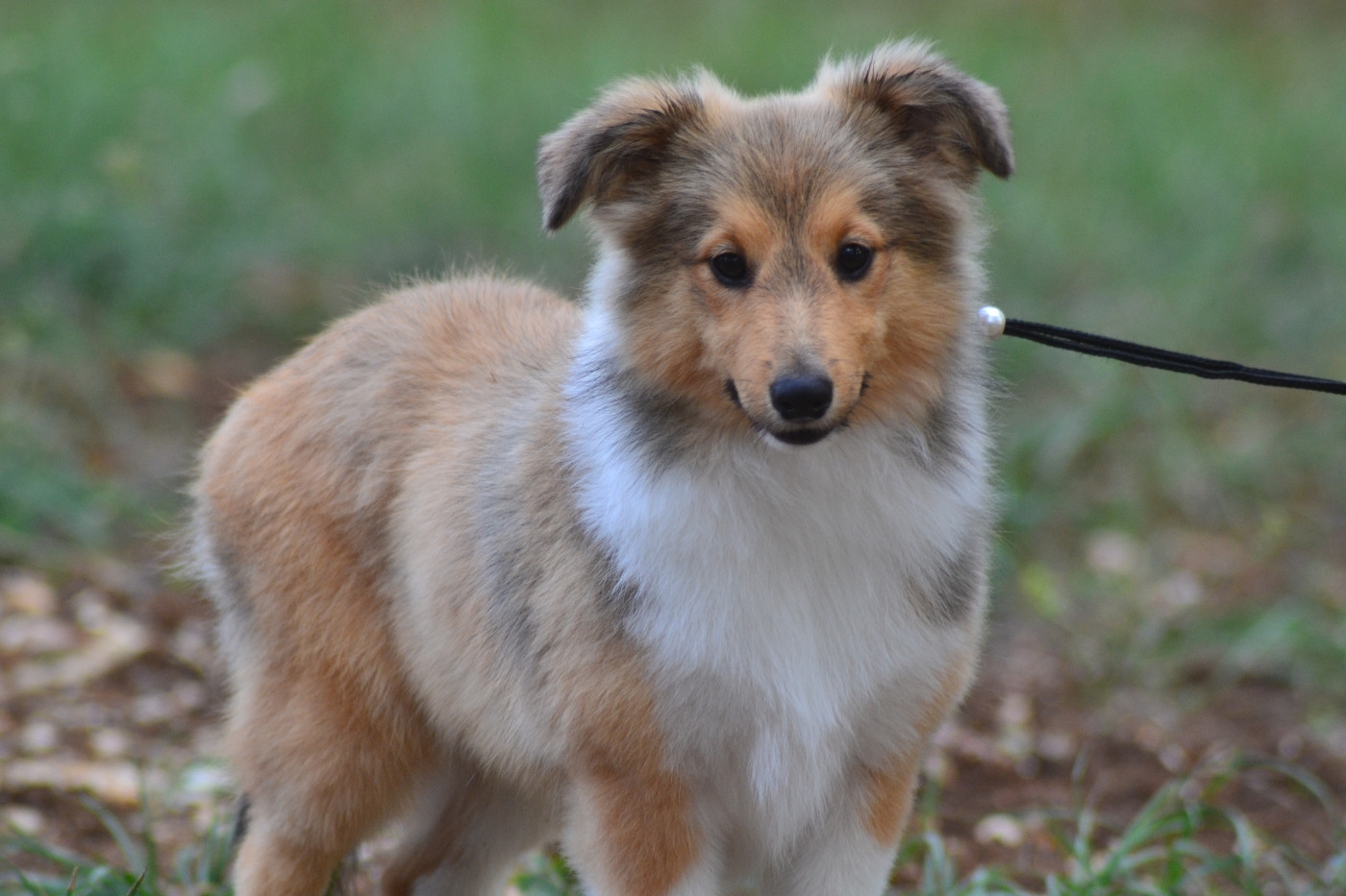De La Colline d'Ans - Chiots disponibles - Shetland Sheepdog