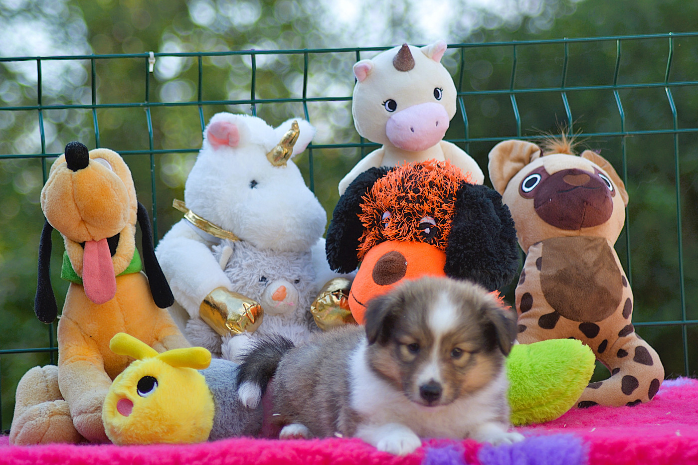 De La Colline d'Ans - Chiots disponibles - Shetland Sheepdog