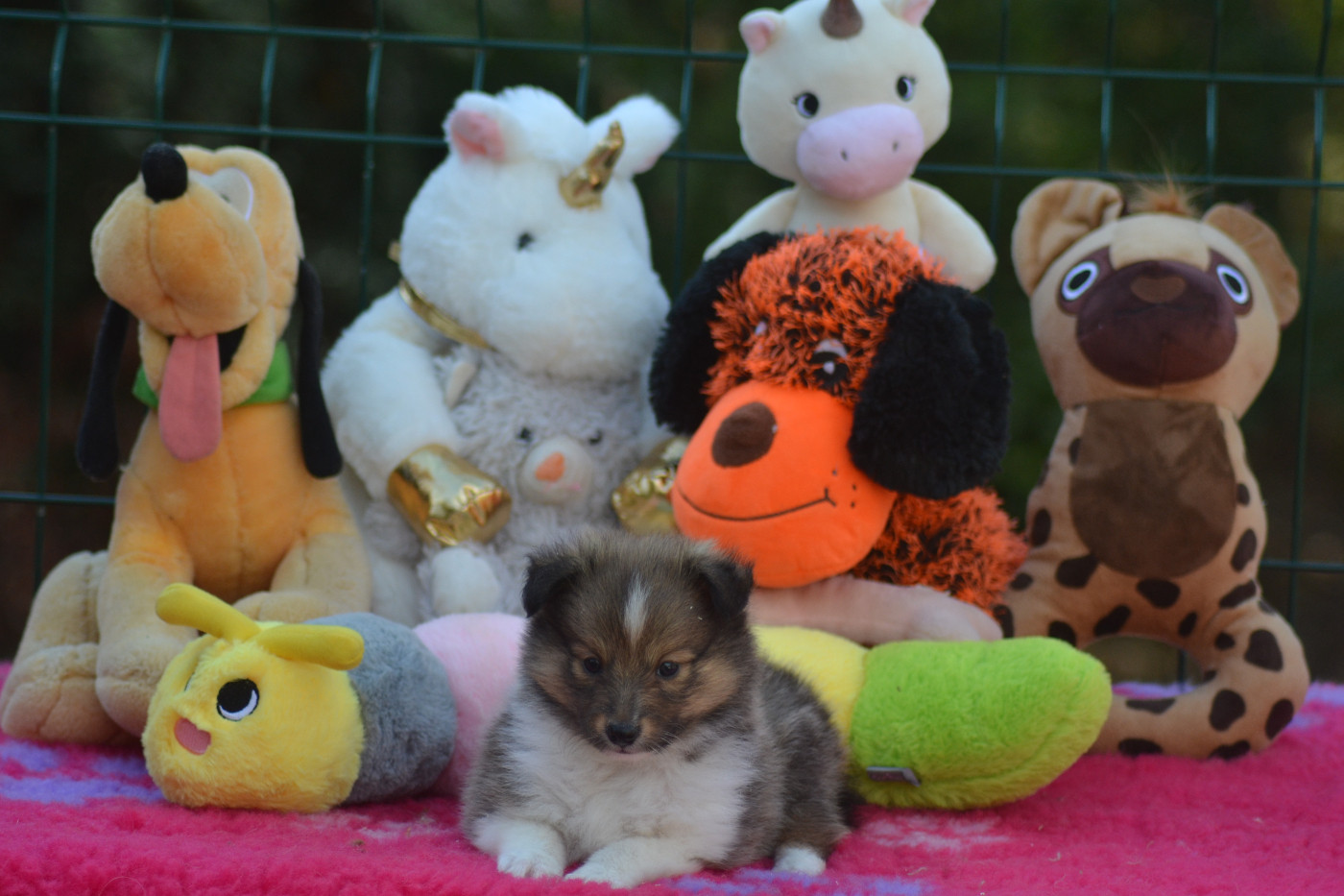 De La Colline d'Ans - Chiots disponibles - Shetland Sheepdog