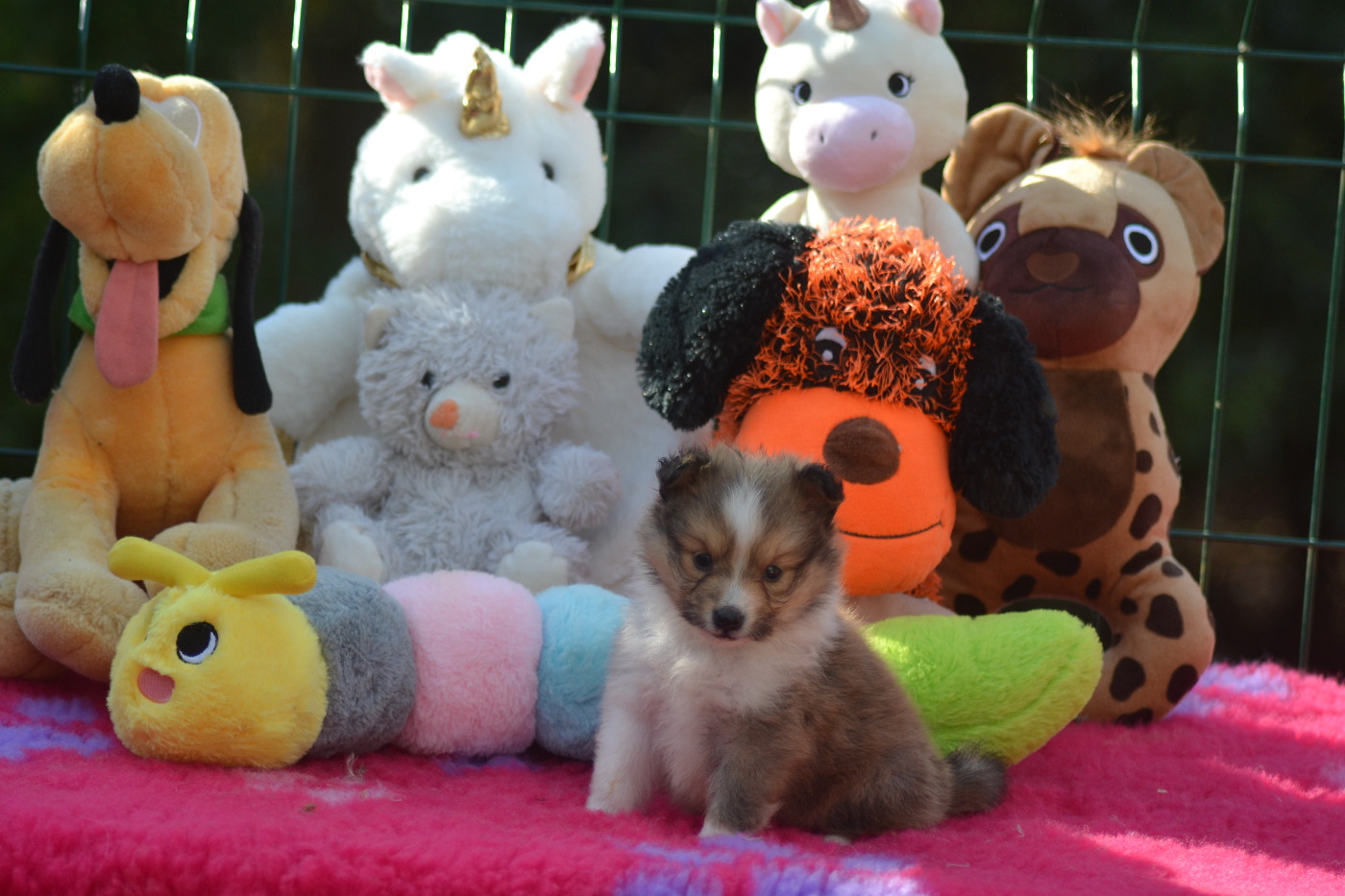 De La Colline d'Ans - Chiots disponibles - Shetland Sheepdog