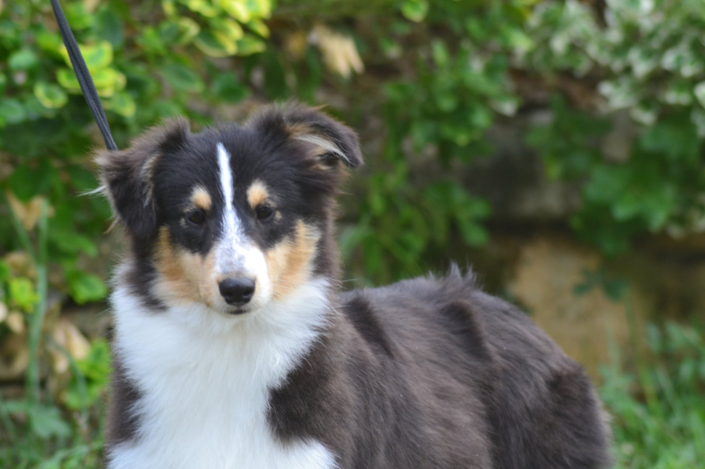 De La Colline d'Ans - Chiots disponibles - Shetland Sheepdog