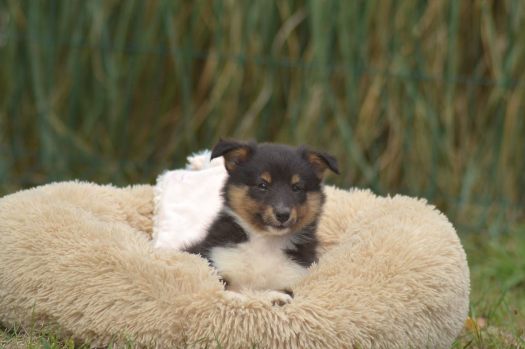 De La Colline d'Ans - Chiots disponibles - Shetland Sheepdog