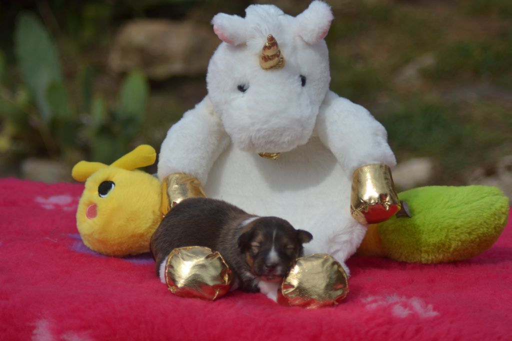 De La Colline d'Ans - Chiots disponibles - Shetland Sheepdog
