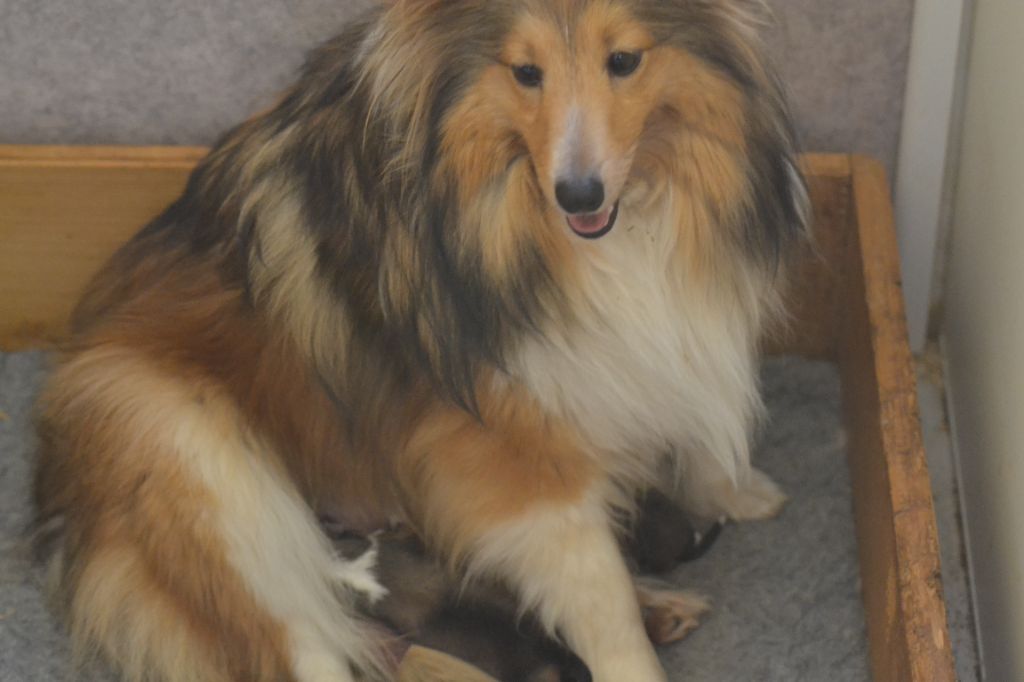 De La Colline d'Ans - Shetland Sheepdog - Portée née le 20/04/2024