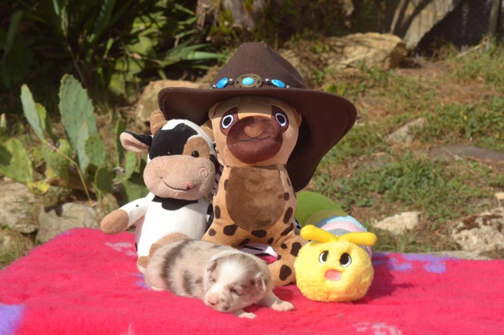 De La Colline d'Ans - Chiots disponibles - Border Collie