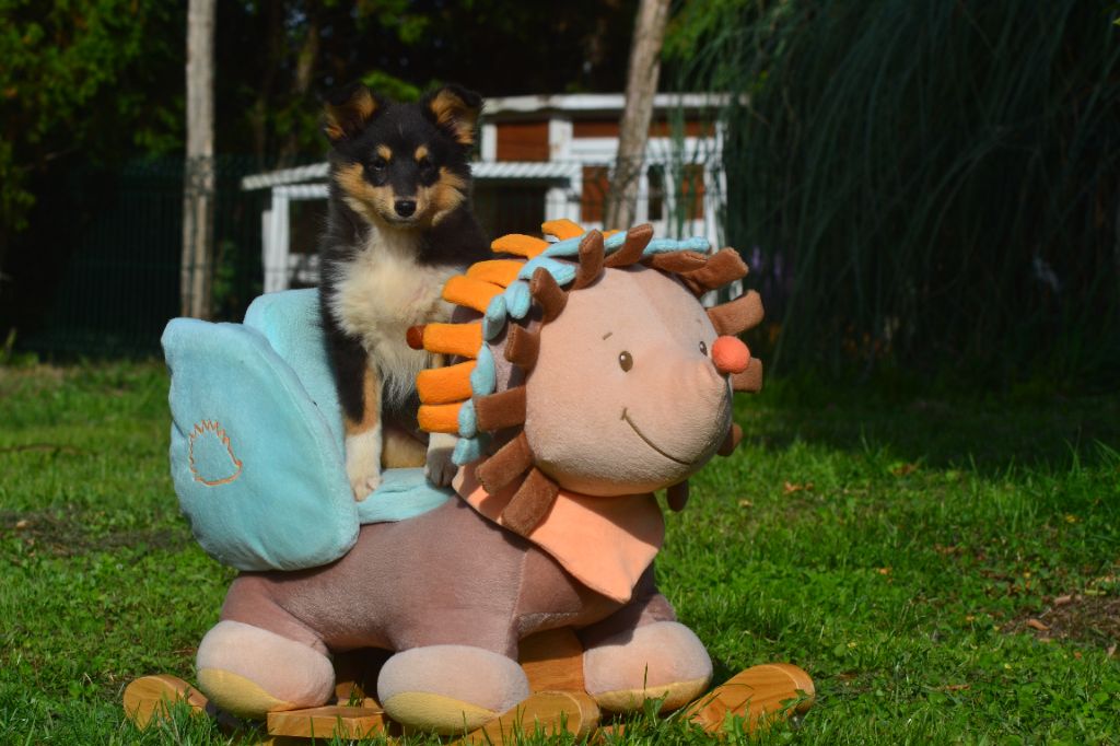 De La Colline d'Ans - Chiots disponibles - Shetland Sheepdog