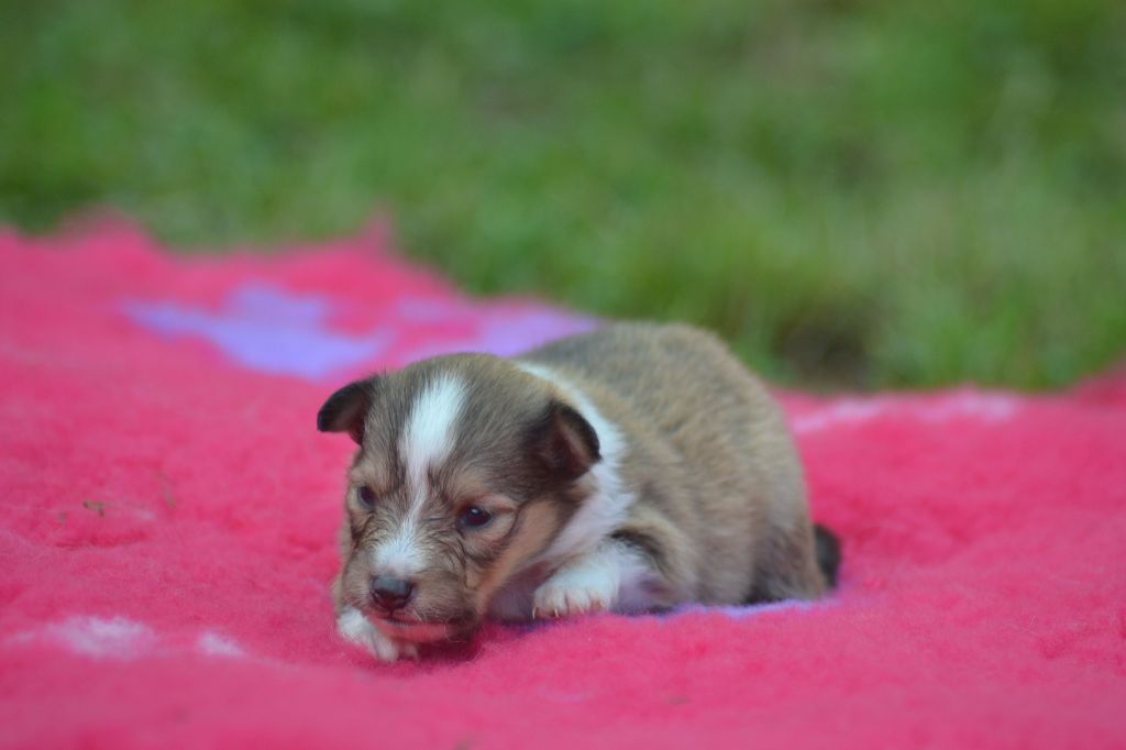 De La Colline d'Ans - Chiots disponibles - Shetland Sheepdog