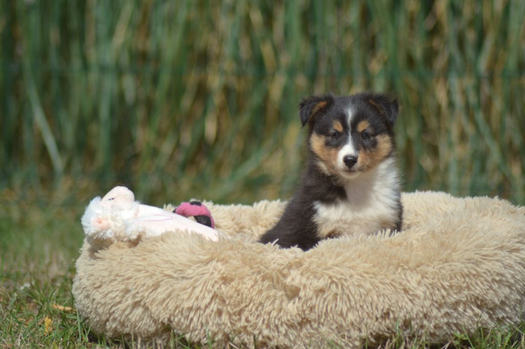 De La Colline d'Ans - Chiots disponibles - Shetland Sheepdog