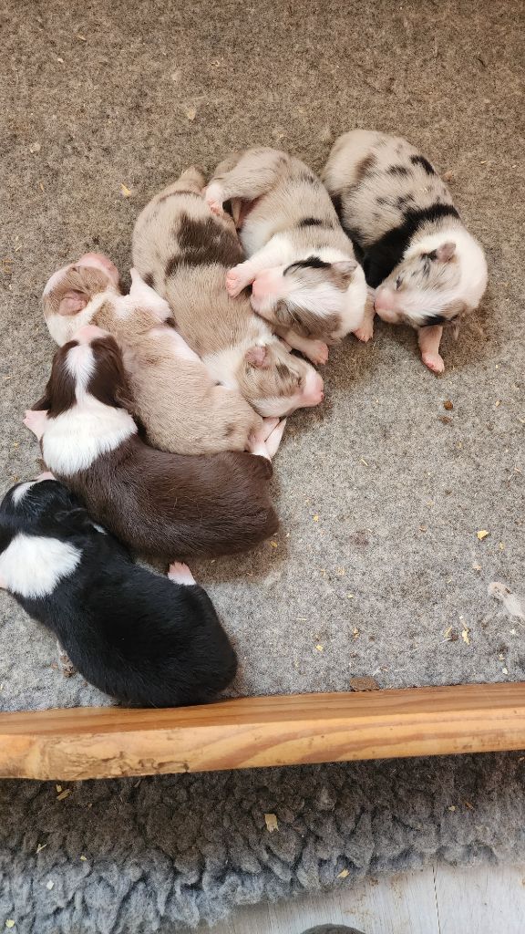 Chiot Border Collie De La Colline d'Ans