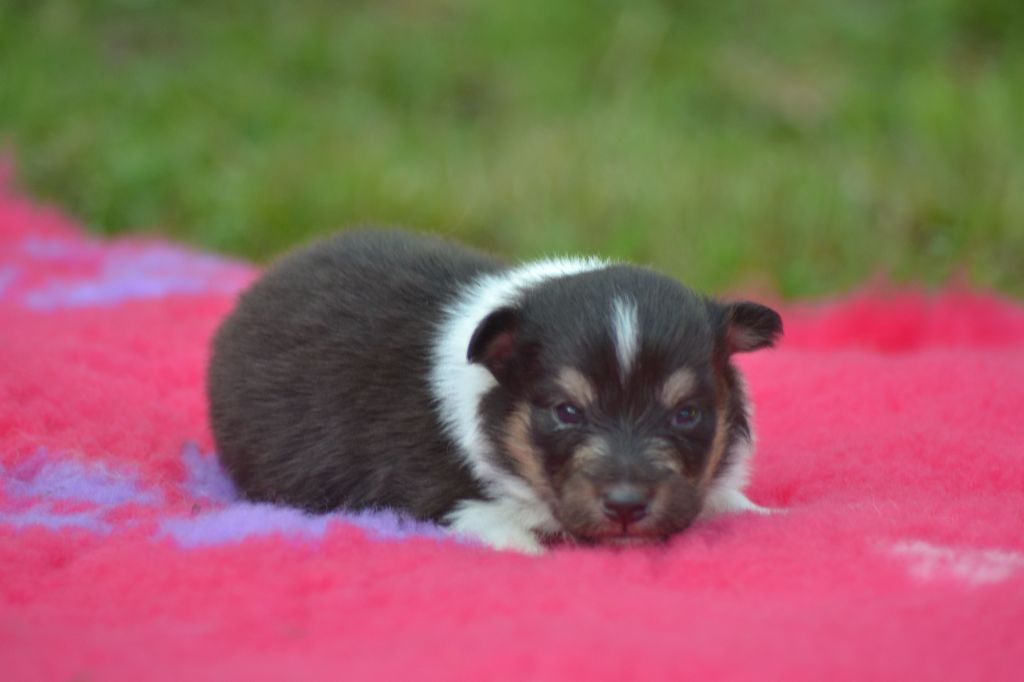De La Colline d'Ans - Chiots disponibles - Shetland Sheepdog