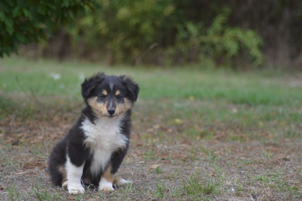 De La Colline d'Ans - Chiots disponibles - Shetland Sheepdog