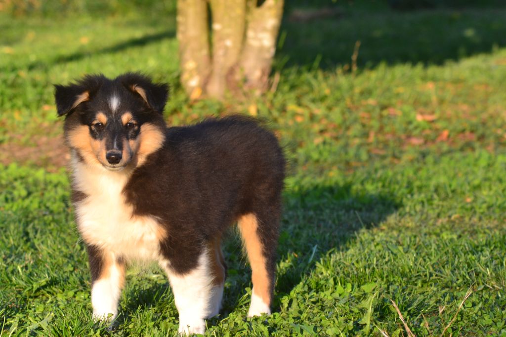 De La Colline d'Ans - Chiots disponibles - Shetland Sheepdog
