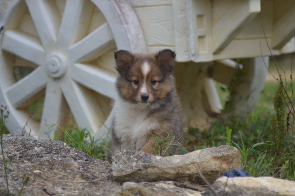 De La Colline d'Ans - Chiots disponibles - Shetland Sheepdog