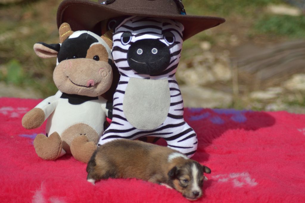De La Colline d'Ans - Chiots disponibles - Shetland Sheepdog