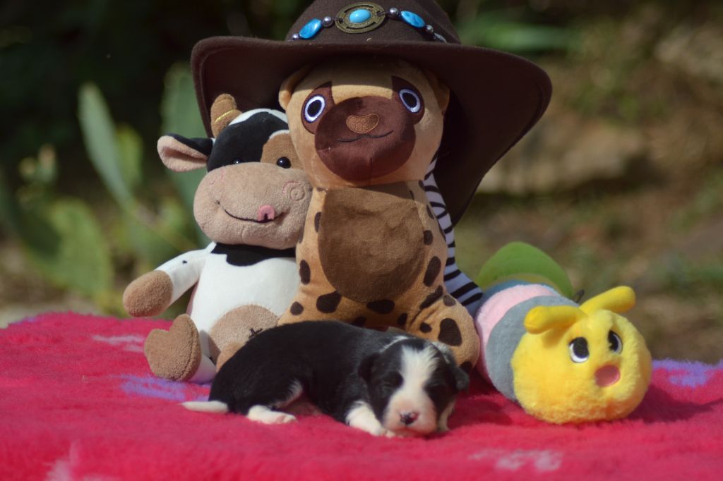 De La Colline d'Ans - Chiots disponibles - Border Collie