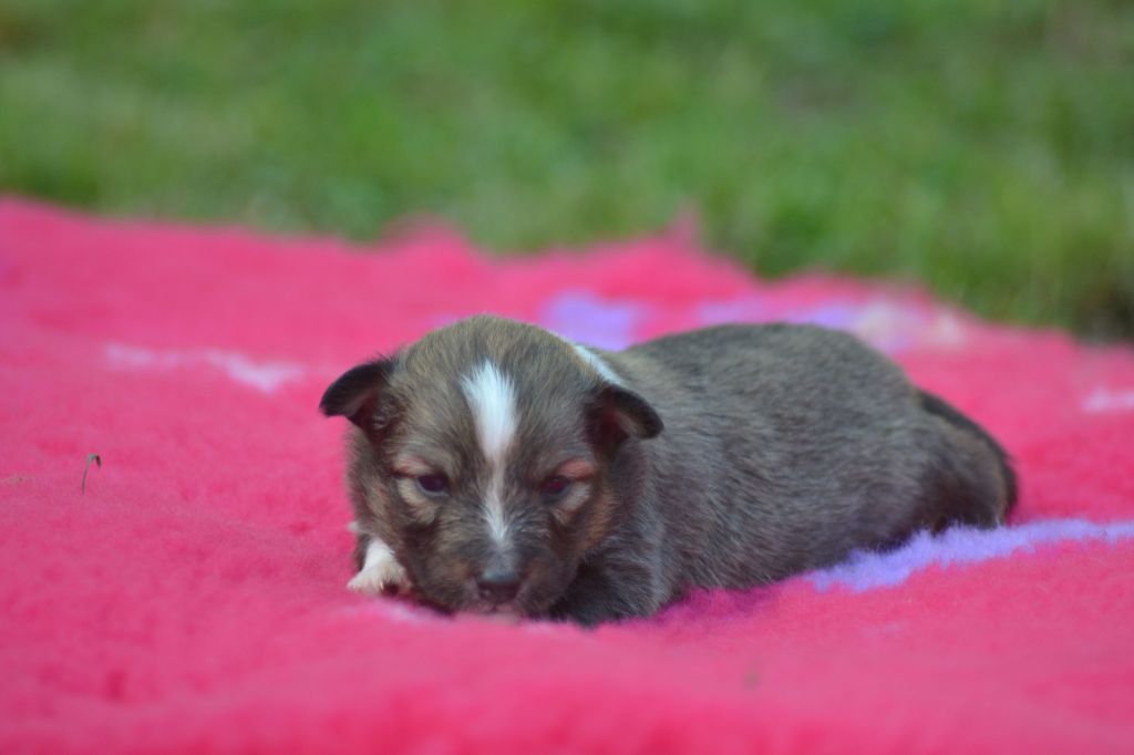 De La Colline d'Ans - Chiots disponibles - Shetland Sheepdog