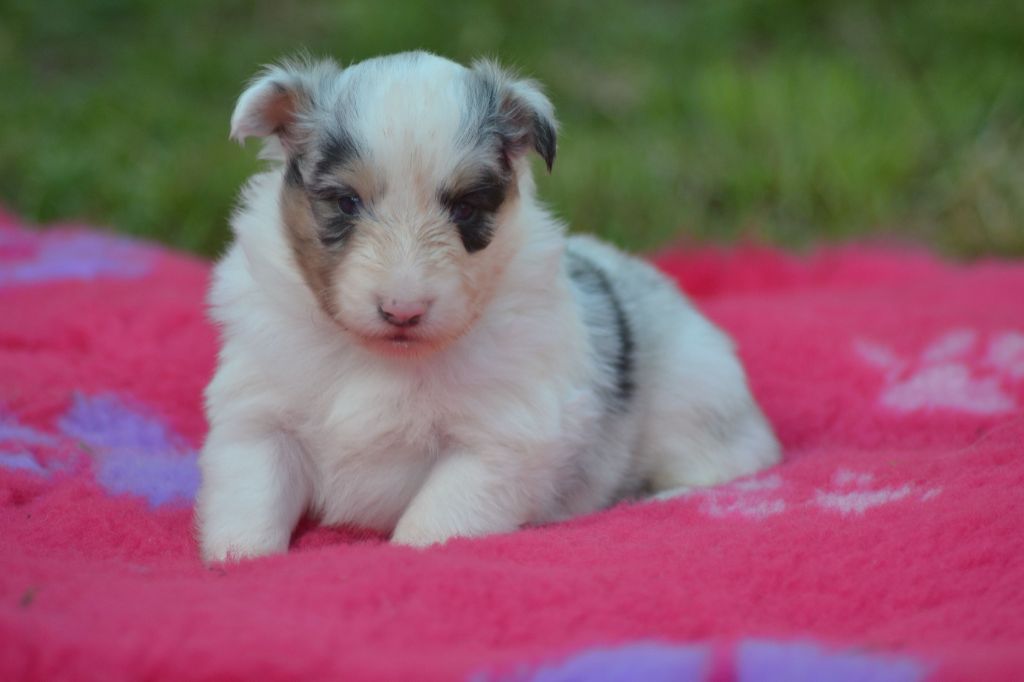 De La Colline d'Ans - Chiots disponibles - Shetland Sheepdog