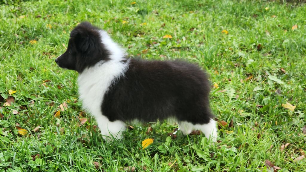 De La Colline d'Ans - Shetland Sheepdog - Portée née le 13/09/2024
