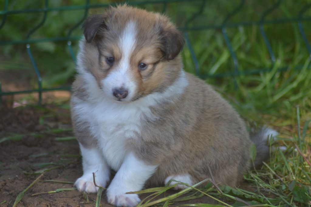 De La Colline d'Ans - Shetland Sheepdog - Portée née le 11/04/2024