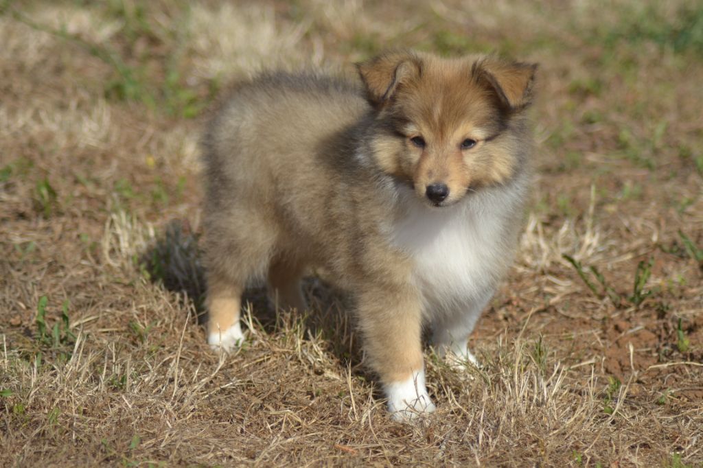De La Colline d'Ans - Chiots disponibles - Shetland Sheepdog