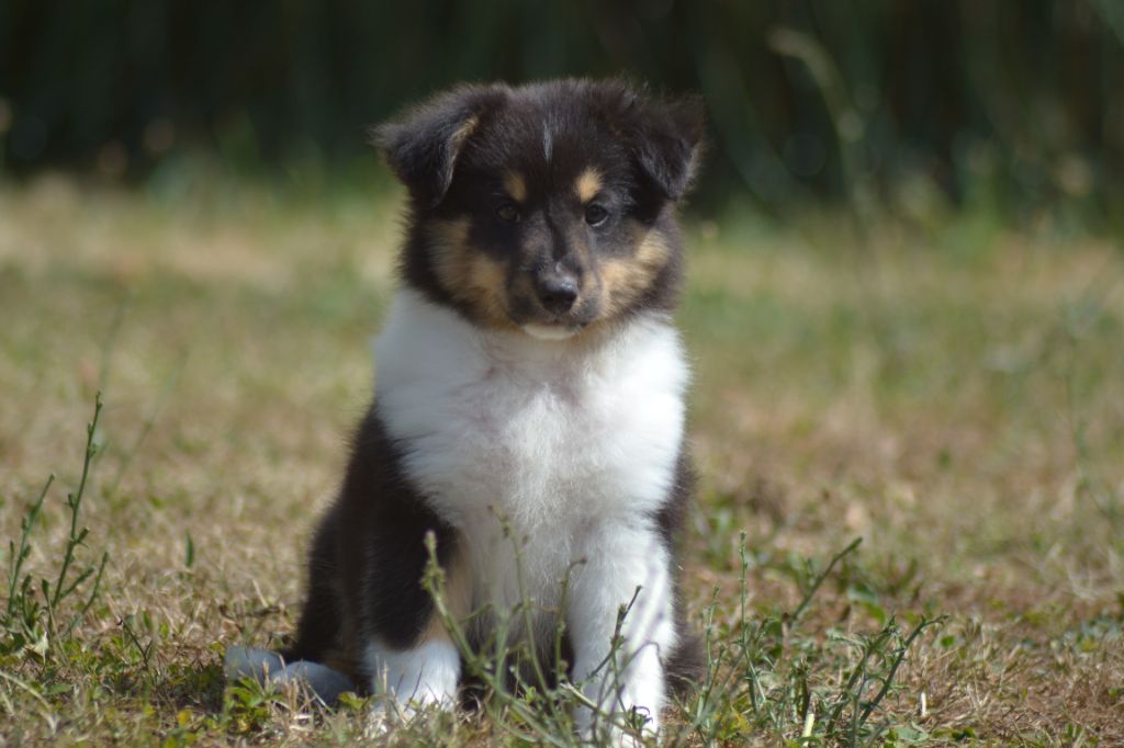 De La Colline d'Ans - Chiots disponibles - Shetland Sheepdog