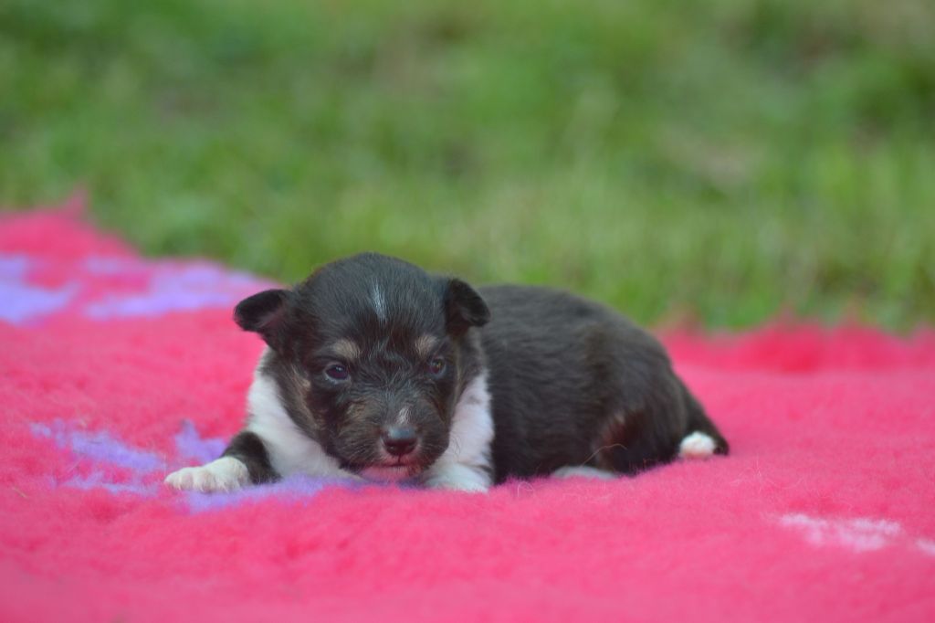 De La Colline d'Ans - Chiots disponibles - Shetland Sheepdog