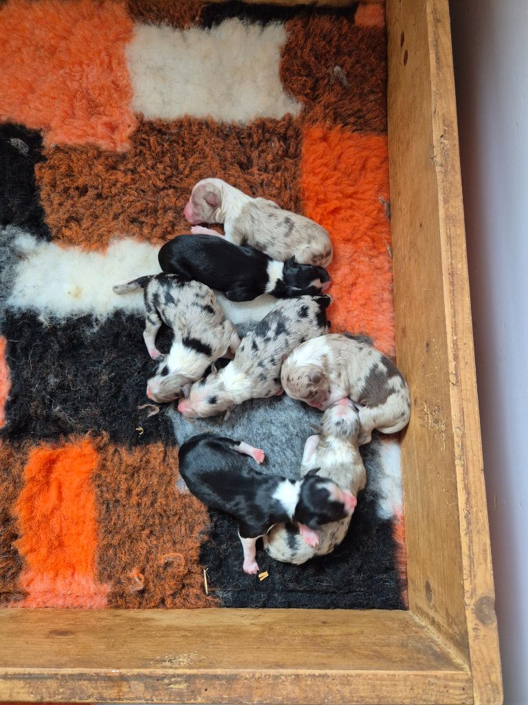 Chiot Border Collie De La Colline d'Ans