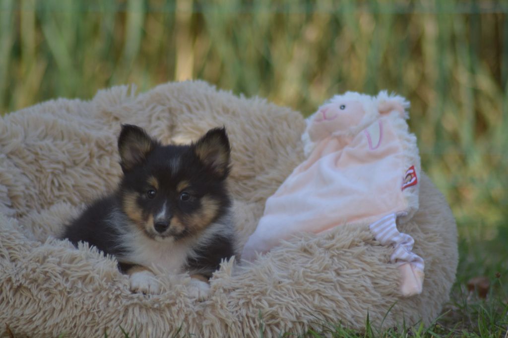De La Colline d'Ans - Chiots disponibles - Shetland Sheepdog