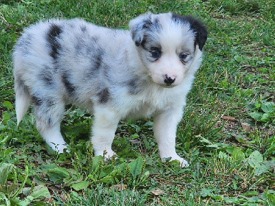 CHIOT