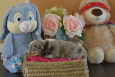Bleu merle 2